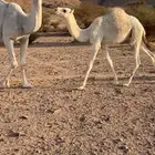 عشرا وضحا ام رابع حدرها قعود سليمت العذاريب شرط
