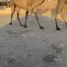 بكره جذعه