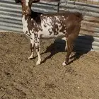 عنز جنوبيه طيبه