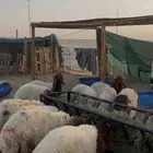 خرفان نعيم بلدي