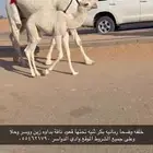 خلفه وضحا بكر مزيونه صنف