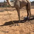 ركبي