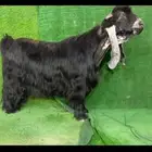 تيس عارضي نادر صنف