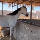 حصان شعبي للبيع