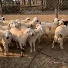 طليان حري طيبه رقم واحد طرف شحم تربيه 6 اشهر