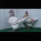 طبه تاكسن
