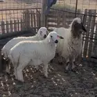 خلفه نعيمي معها رخال مهجنات