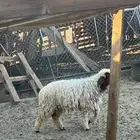 رخله طيبه