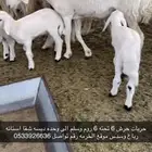 ضان خلفات
