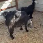 عنز عارضية وولدها