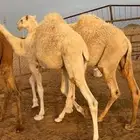 حشو بريه قعدان طيبه