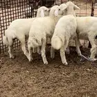 رخال فيه طلي