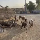 النماص حلباء