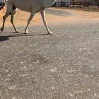 معشر عرينيه