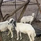 نعاج حريات ( تم البيع خارج الموقع )