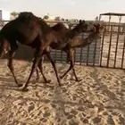 بكار مجاهيم 2