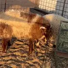 خروف نعيمي