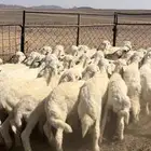 خرفان ورخال حري مراح