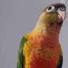 للبيع كنيور يلو سايد اليف مايعرف العض