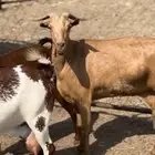 معزا تم البيع