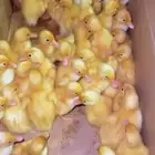 بط صغير