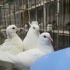 طبات كنق مودينا امريكي تم البيع