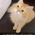 قطط