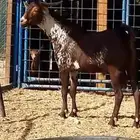 تيس ادبس اوشح فاخر