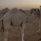 قعدان ثنين للبيع