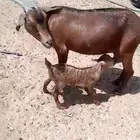 ماعز دهم مع تبيعها