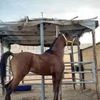 حصان سبوق و محقق ثلاث مرات الاولو الحصان حار و يصلح طرب