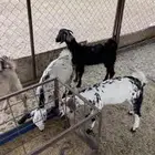 القاعه