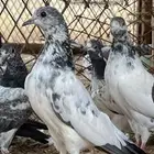 حمام باكستاني