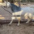 تيس مصري مشروع فحل