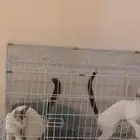 قطط بلديه لقيناه من كانوا صغار