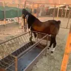 فحل هولندي مشروك رباع الموقع واشله ديراب