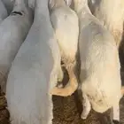 طليان جذعان شبيه الحري مرباه للمناسبات والزواجات