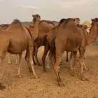 نياق للبيع