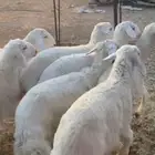 ذبيحتك إلى باب بيتك