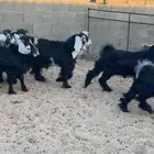 تيوس مخاصي كبار