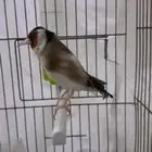 حسون سوري تغريد شف الفيديو نار