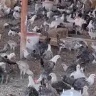 دجاج وديوك العدد 900