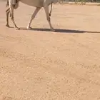 للبيع ضريبه كفوو