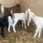 دواغير تيوس