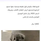 قطه