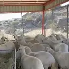 ظان دفع العدد مفتوح