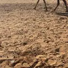 لقحه ثنو