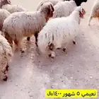 نعيمي ب 1400  فقط