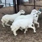 خرفان ورخل