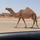 لقحه طيبه على بعير بن حامد الحبابي